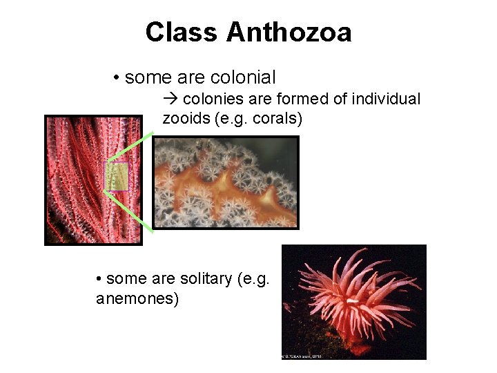Class Anthozoa • some are colonial colonies are formed of individual zooids (e. g.