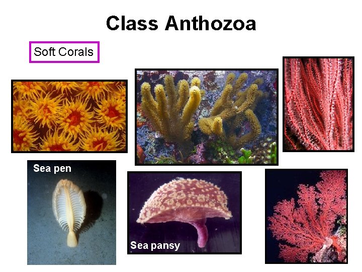 Class Anthozoa Soft Corals Sea pen Sea pansy 