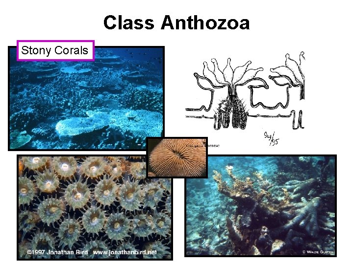 Class Anthozoa Stony Corals 