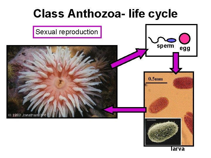 Class Anthozoa- life cycle Sexual reproduction sperm egg larva 