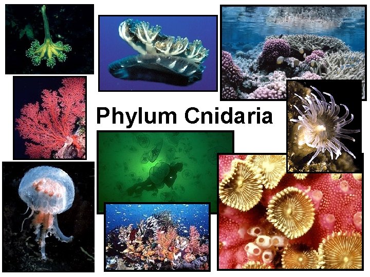Phylum Cnidaria 
