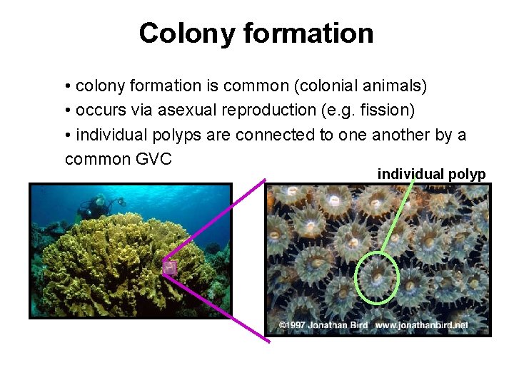 Colony formation • colony formation is common (colonial animals) • occurs via asexual reproduction