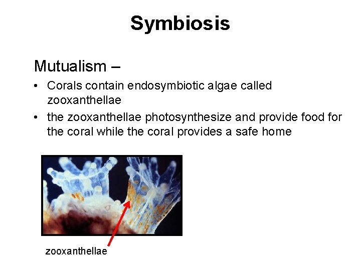 Symbiosis Mutualism – • Corals contain endosymbiotic algae called zooxanthellae • the zooxanthellae photosynthesize