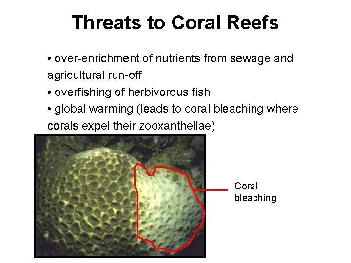 Threats to Coral Reefs • over-enrichment of nutrients from sewage and agricultural run-off •