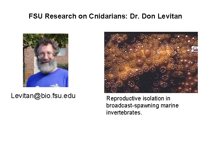 FSU Research on Cnidarians: Dr. Don Levitan@bio. fsu. edu Reproductive isolation in broadcast-spawning marine