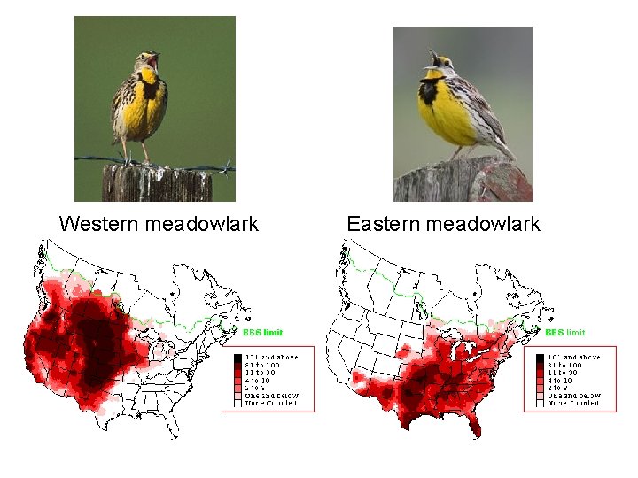 Western meadowlark Eastern meadowlark 