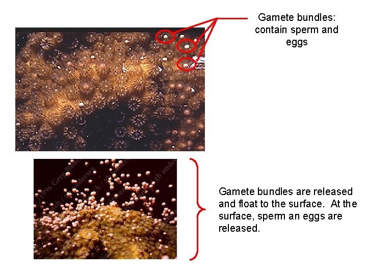 Gamete bundles: contain sperm and eggs Gamete bundles are released and float to the
