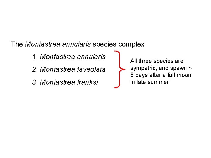 The Montastrea annularis species complex 1. Montastrea annularis 2. Montastrea faveolata 3. Montastrea franksi
