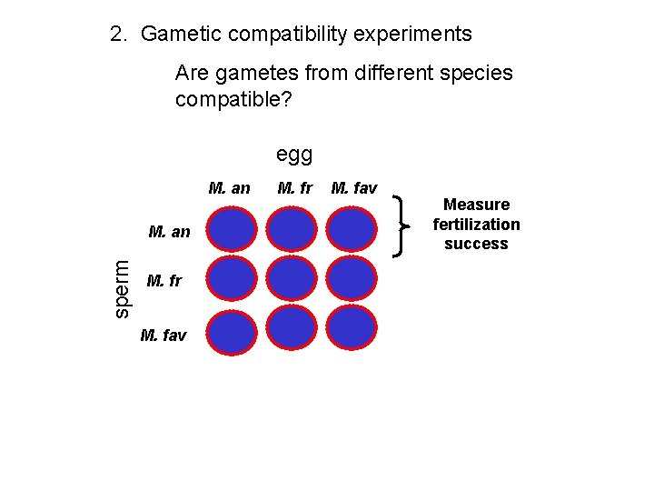 2. Gametic compatibility experiments Are gametes from different species compatible? egg M. an sperm