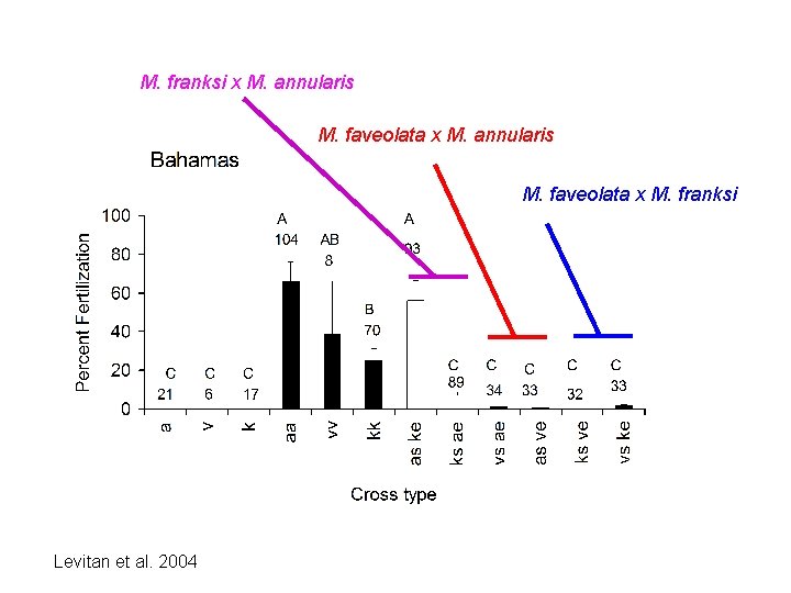 M. franksi x M. annularis M. faveolata x M. franksi Levitan et al. 2004