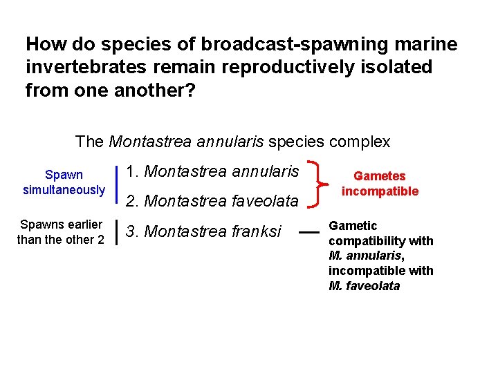 How do species of broadcast-spawning marine invertebrates remain reproductively isolated from one another? The