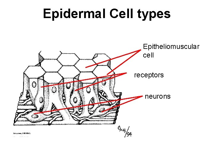 Epidermal Cell types Epitheliomuscular cell receptors neurons 