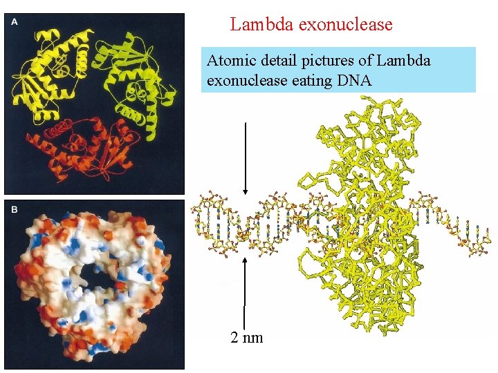 Lambda exonuclease Atomic detail pictures of Lambda exonuclease eating DNA 2 nm 