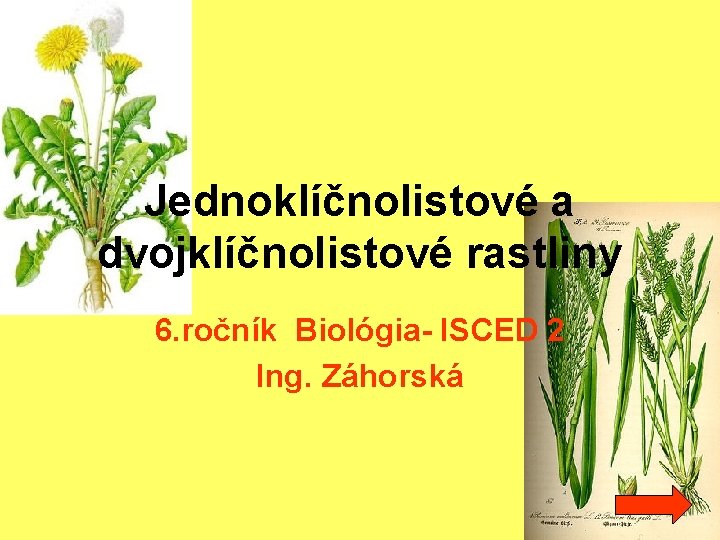 Jednoklíčnolistové a dvojklíčnolistové rastliny 6. ročník Biológia- ISCED 2 Ing. Záhorská 