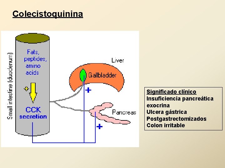 Colecistoquinina Significado clínico Insuficiencia pancreática exocrina Ulcera gástrica Postgastrectomizados Colon irritable 