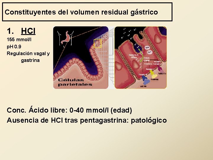 Constituyentes del volumen residual gástrico 1. HCl 155 mmol/l p. H 0. 9 Regulación