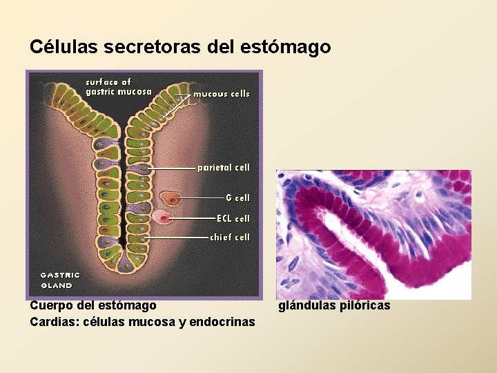 Células secretoras del estómago Cuerpo del estómago Cardias: células mucosa y endocrinas glándulas pilóricas