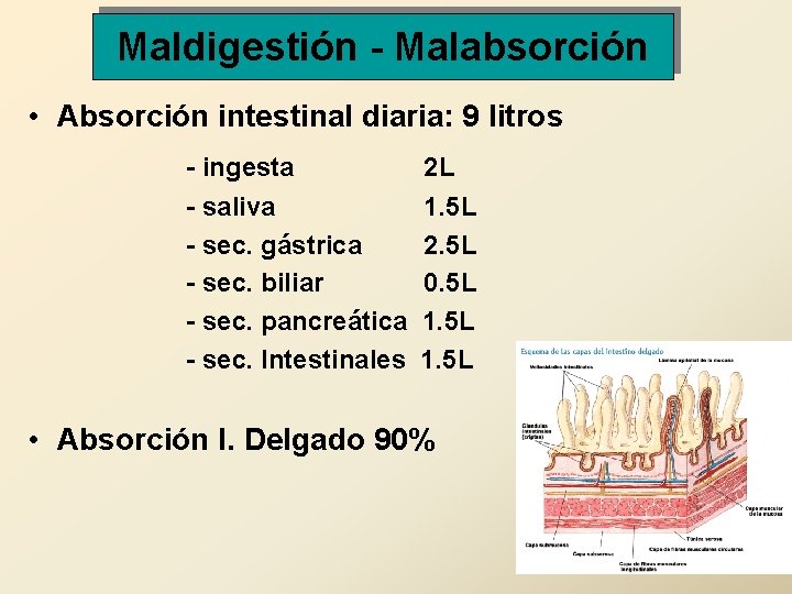 Maldigestión - Malabsorción • Absorción intestinal diaria: 9 litros - ingesta 2 L -