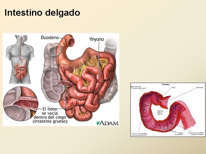 Intestino delgado 