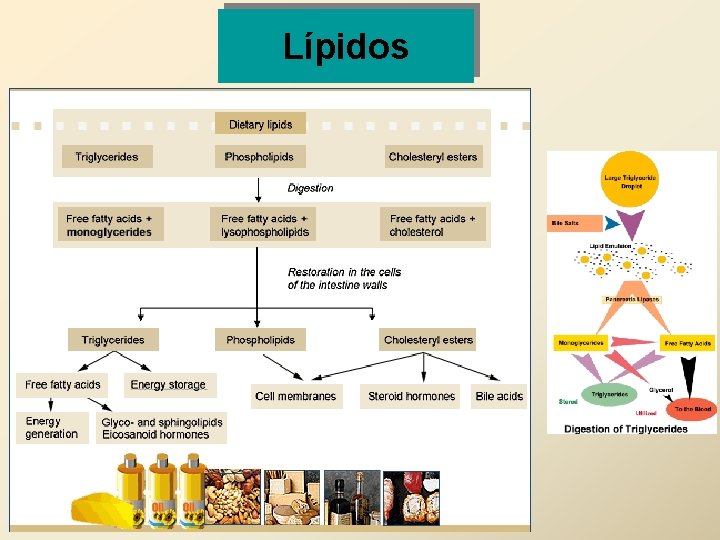 Lípidos 