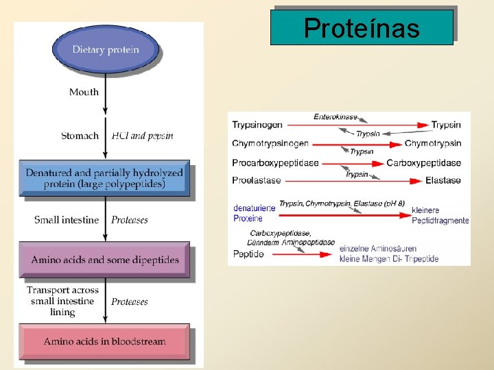 Proteínas 