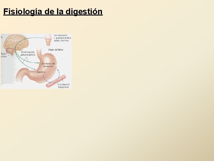 Fisiología de la digestión 