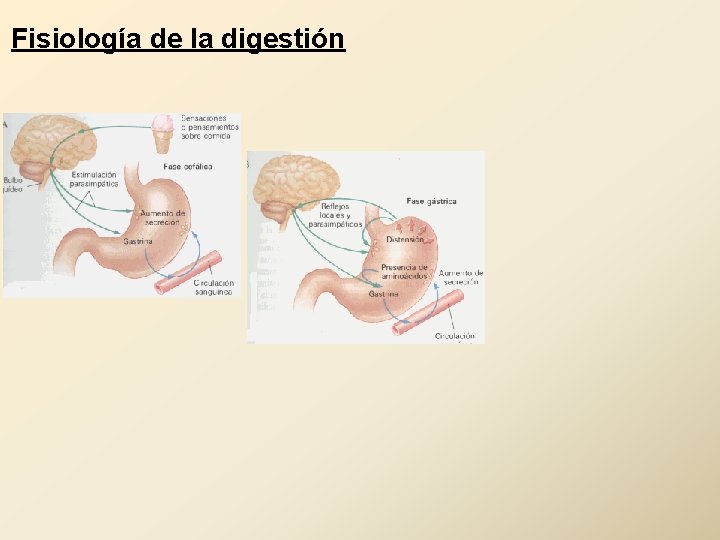 Fisiología de la digestión 