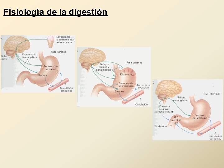 Fisiología de la digestión 