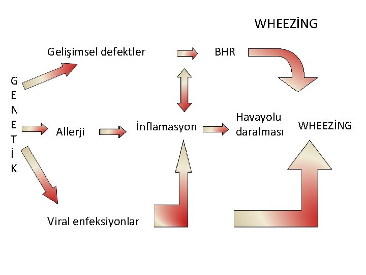 WHEEZİNG Gelişimsel defektler G E N E T İ K Allerji İnflamasyon Viral enfeksiyonlar