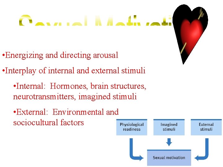  • Energizing and directing arousal • Interplay of internal and external stimuli •