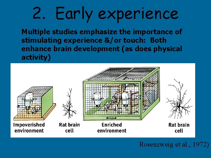 2. Early experience Multiple studies emphasize the importance of stimulating experience &/or touch: Both