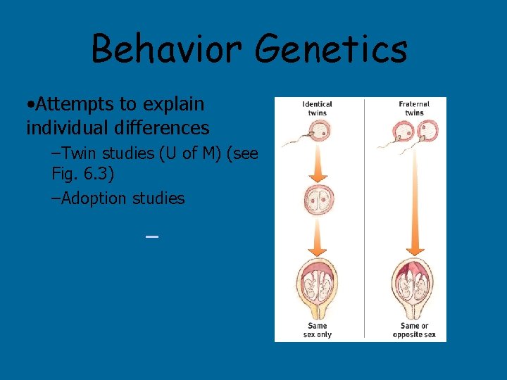 Behavior Genetics • Attempts to explain individual differences –Twin studies (U of M) (see