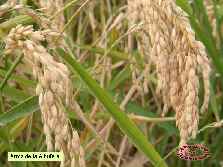 Arroz de la Albufera 