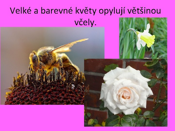 Velké a barevné květy opylují většinou včely. 