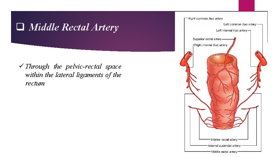 q Middle Rectal Artery ü Through the pelvic-rectal space within the lateral ligaments of q Middle Rectal Artery ü Through the pelvic-rectal space within the lateral ligaments of