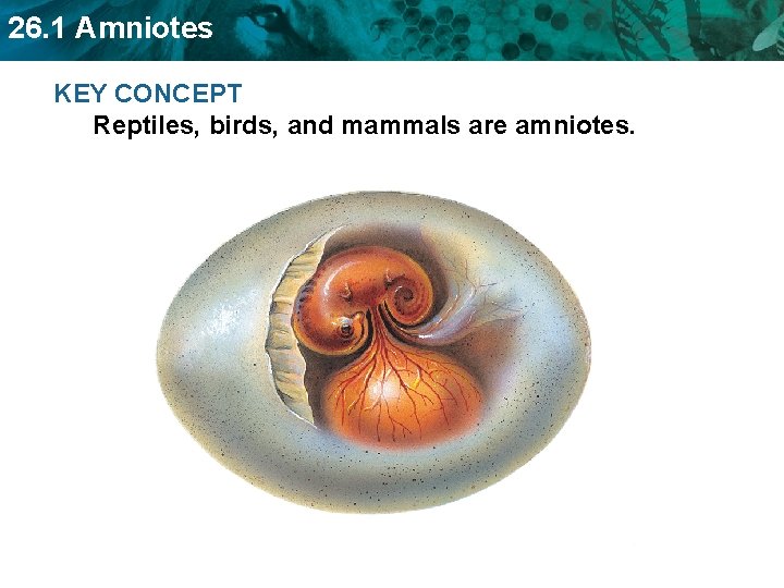 26. 1 Amniotes KEY CONCEPT Reptiles, birds, and mammals are amniotes. 