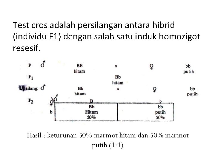 Test cros adalah persilangan antara hibrid (individu F 1) dengan salah satu induk homozigot