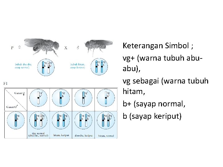 Keterangan Simbol ; vg+ (warna tubuh abuabu), vg sebagai (warna tubuh hitam, b+ (sayap