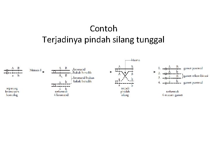 Contoh Terjadinya pindah silang tunggal 