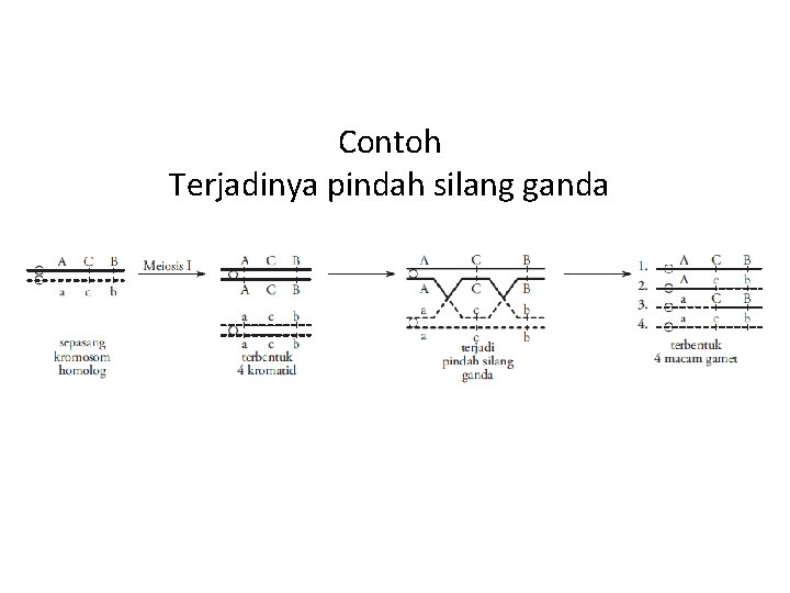 Contoh Terjadinya pindah silang ganda 