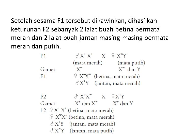 Setelah sesama F 1 tersebut dikawinkan, dihasilkan keturunan F 2 sebanyak 2 lalat buah