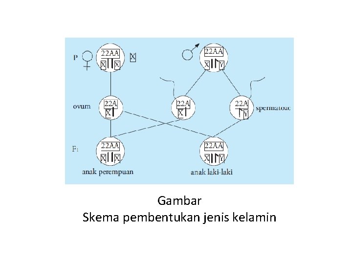 Gambar Skema pembentukan jenis kelamin 