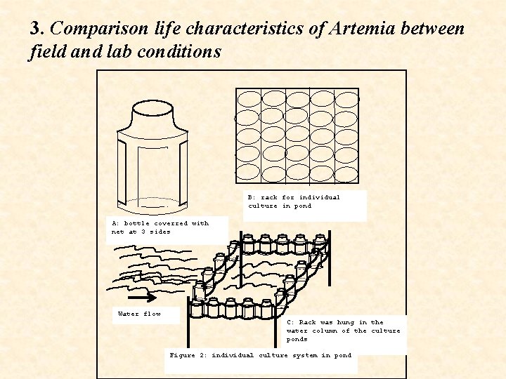 3. Comparison life characteristics of Artemia between field and lab conditions B: rack for