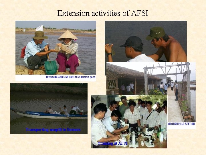 Extension activities of AFSI Transporting nauplii to farmers Training at AFSI 