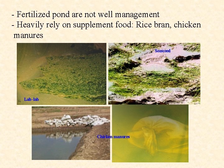 - Fertilized pond are not well management - Heavily rely on supplement food: Rice