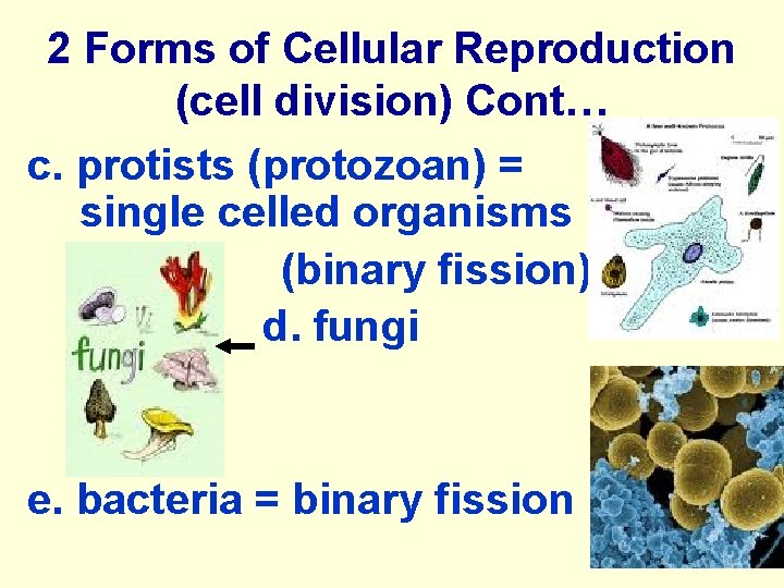 2 Forms of Cellular Reproduction (cell division) Cont… c. protists (protozoan) = single celled