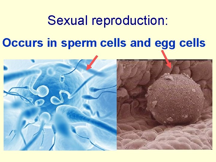 Sexual reproduction: Occurs in sperm cells and egg cells 