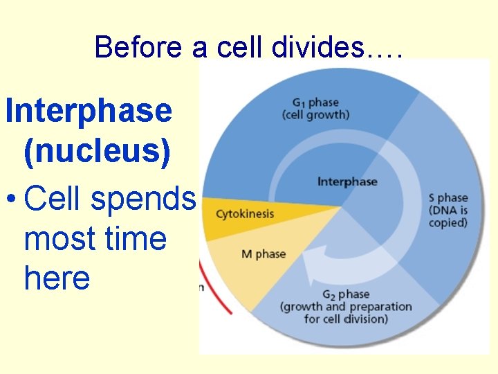 Before a cell divides…. Interphase (nucleus) • Cell spends most time here 