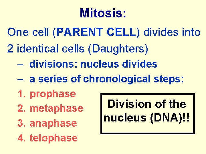 Mitosis: One cell (PARENT CELL) divides into 2 identical cells (Daughters) – – 1.