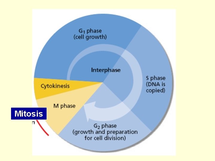 Mitosis 